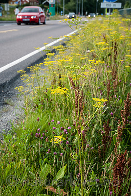 BB 12 0392 / Pastinaca sativa / Pastinakk <br /> Pastinaca sativa hortensis / Hagepastinakk <br /> Rumex longifolius / Høymol <br /> Trifolium pratense / Rødkløver